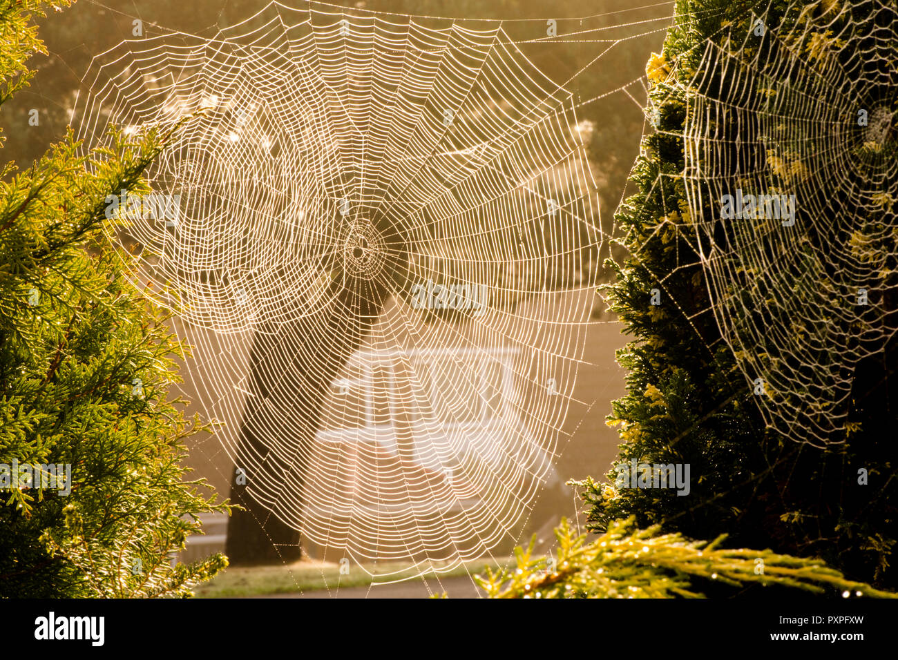 Overlapping of three webs of Garden Cross spider, Garden Spider, Araneus diadematus, Cross spider, October. Sussex, UK. Stock Photo