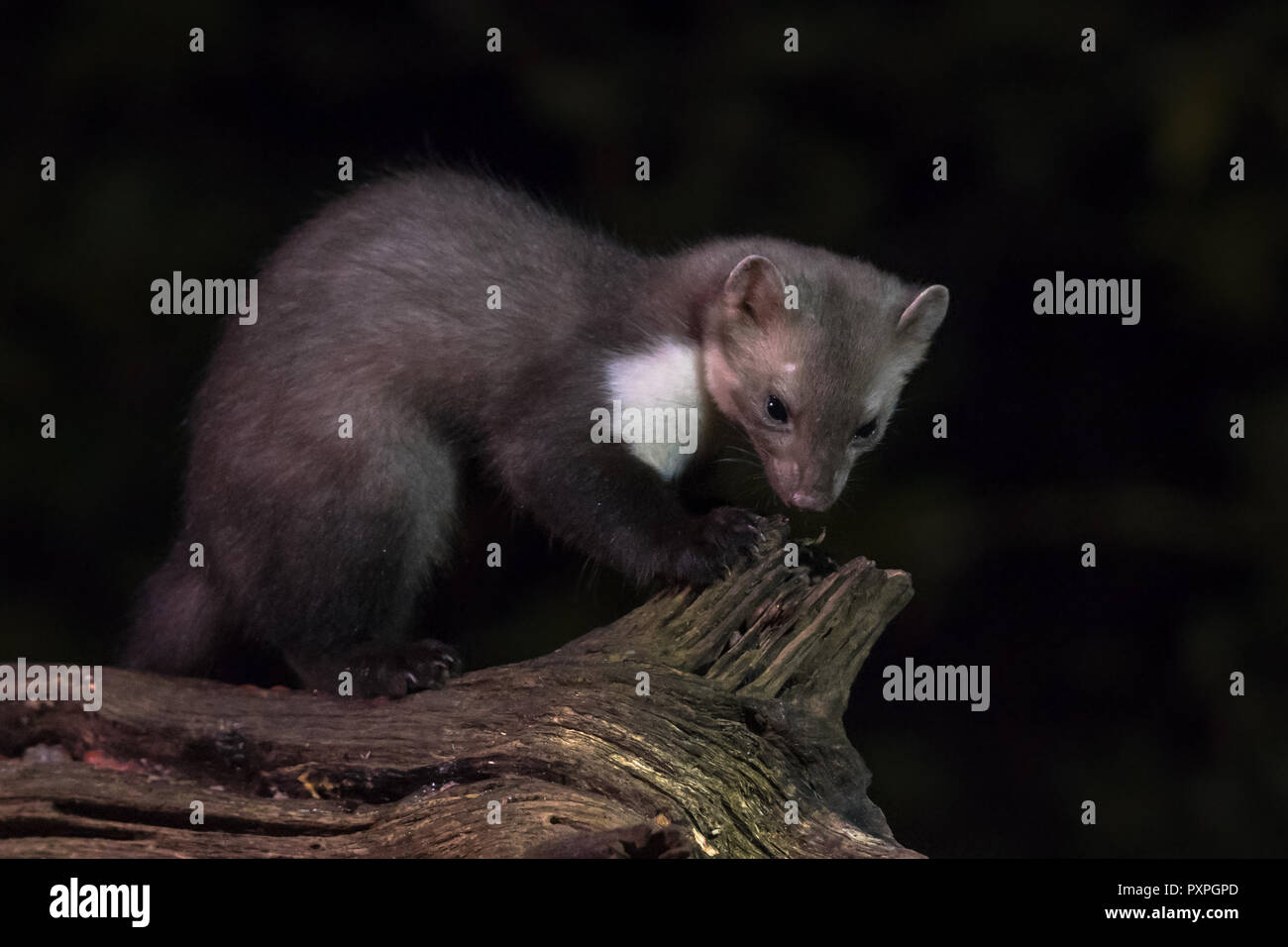 Wid Beech marten (Martes foina) on log in natural habitat at night. This small nocturnal predator is indispensable for the ecological balance in an ec Stock Photo