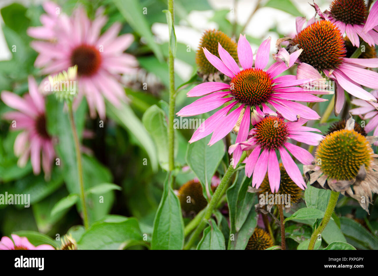 Echinacea in group of several, in a garden. Stock Photo