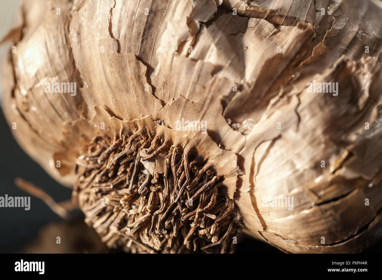 Macro view of the root of a black garlic Stock Photo - Alamy