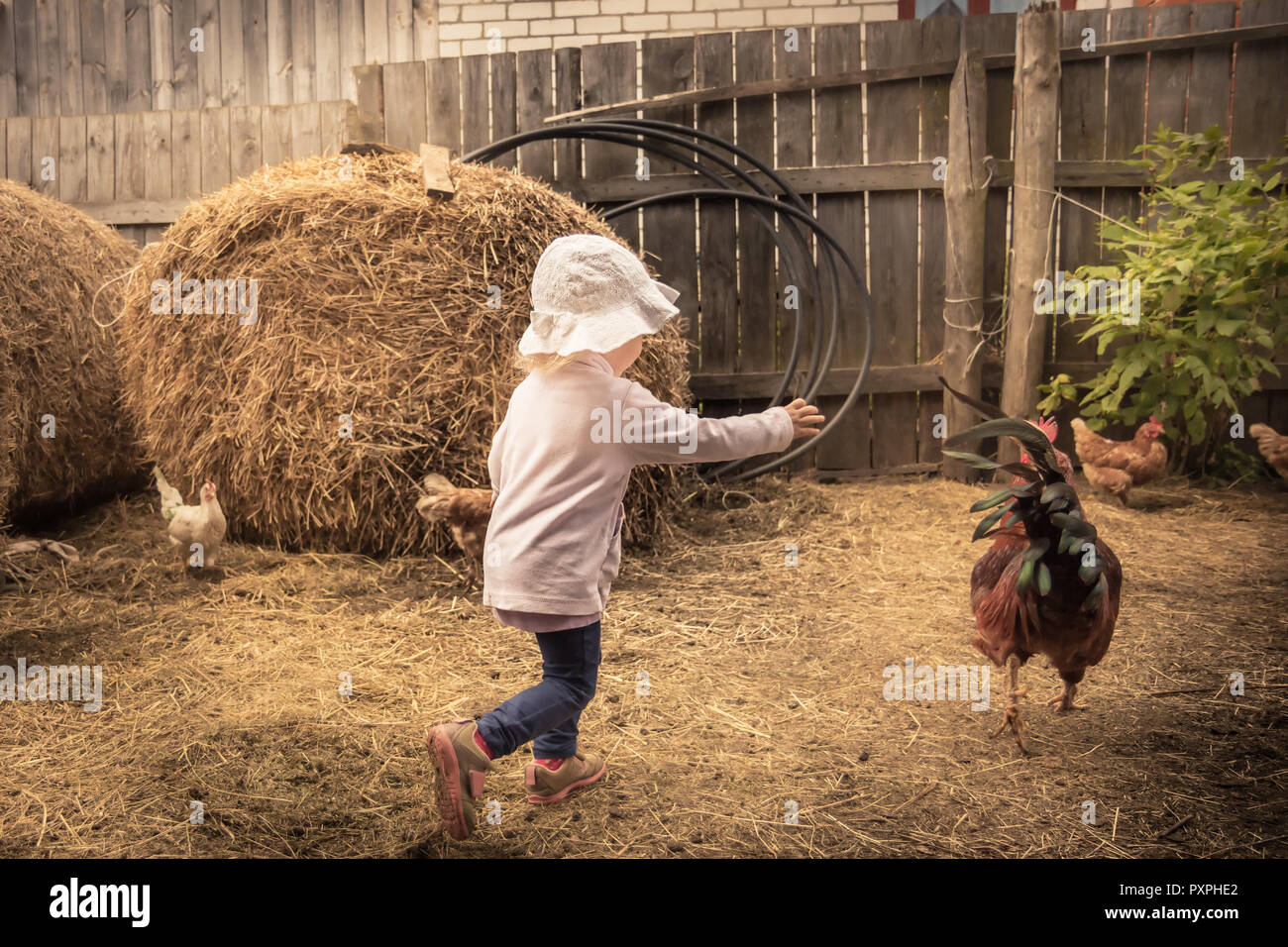 child farmer playing fun in farm barn with chiken cock in rustic poultry house in countryside farmyard farming lifestyle Stock Photo