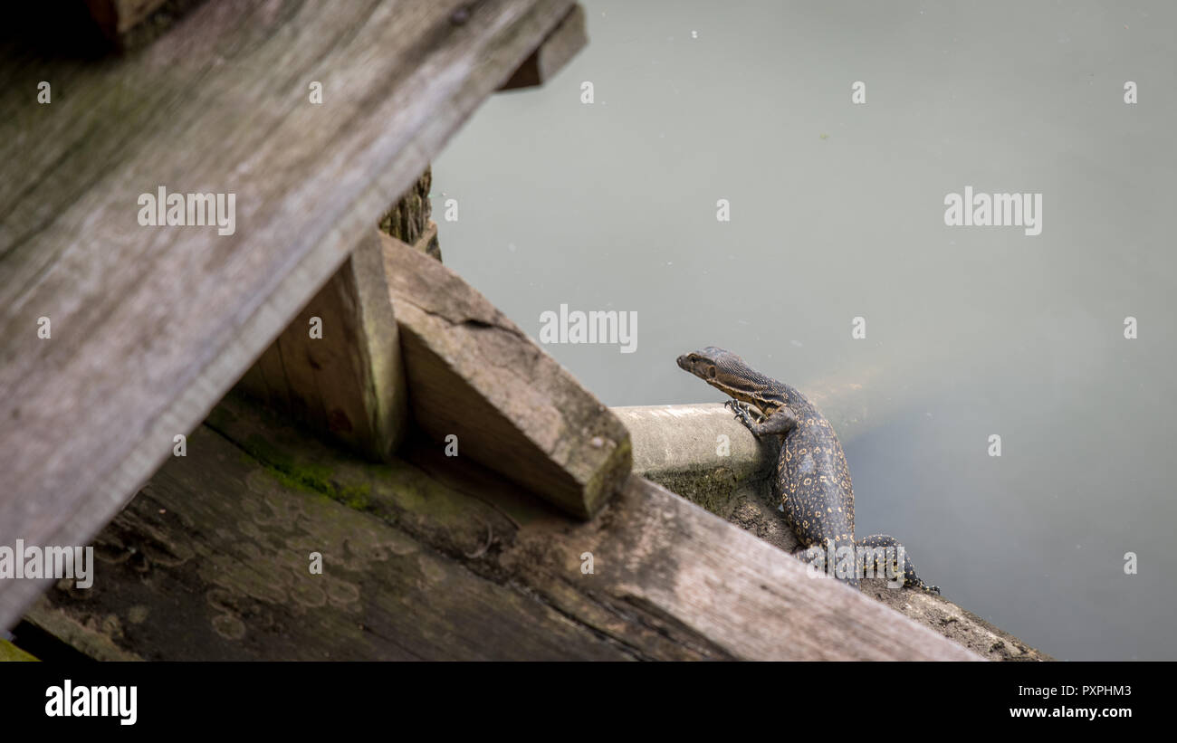 Baby Monitor Lizard High Resolution Stock Photography And Images Alamy