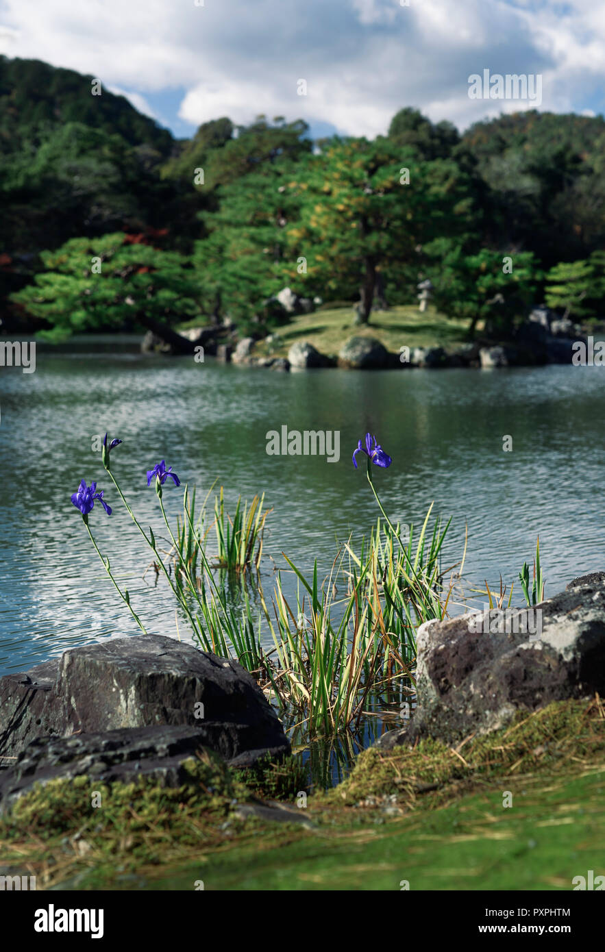 Blue Japanese Iris flowers by the pond in a peaceful scenery of a Japanese Zen garden. Rokuon-ji, Kyoto, Japan. Stock Photo