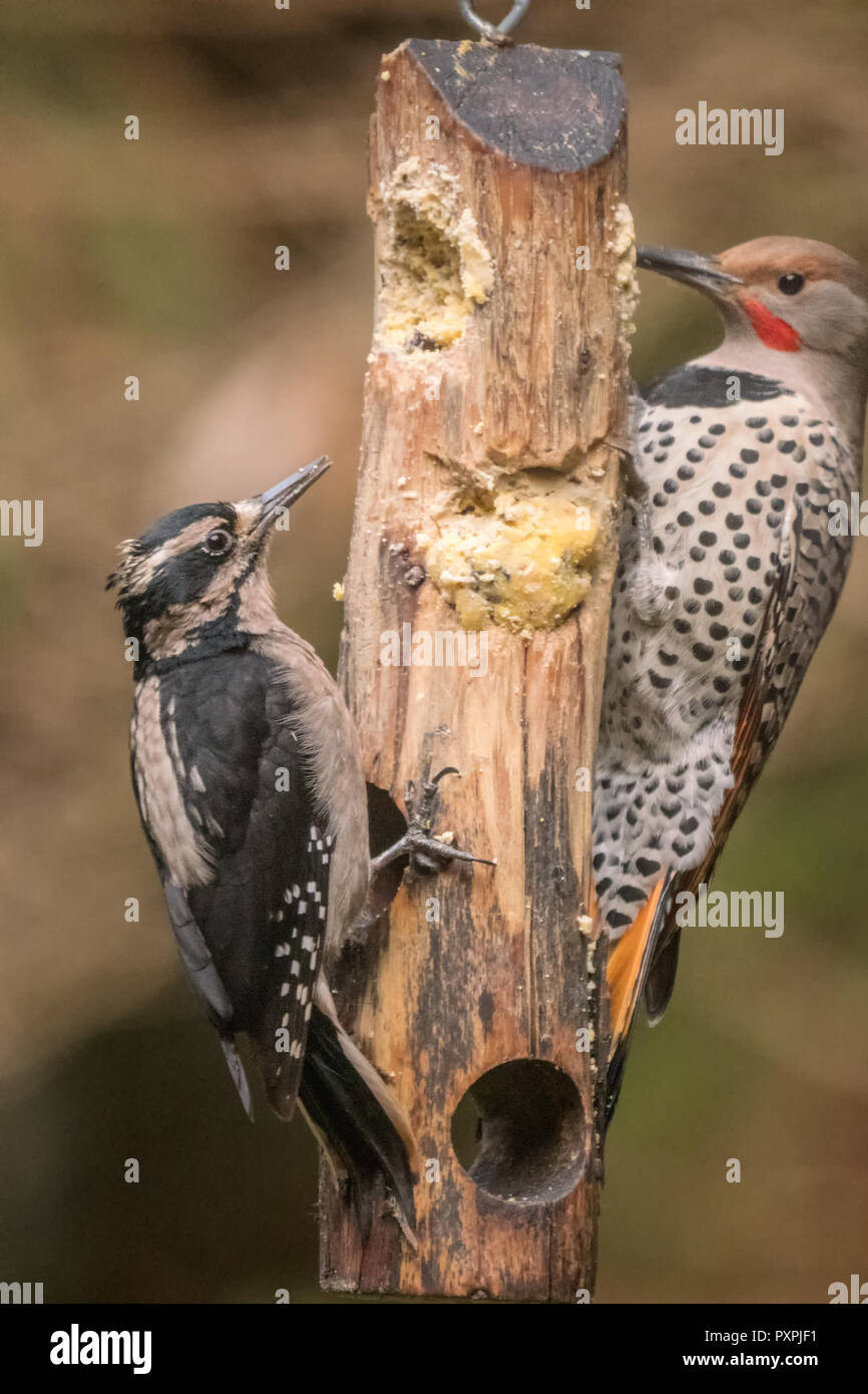 Female Hairy Woodpecker and male Northern Flicker eating at a suet log feeder. Stock Photo