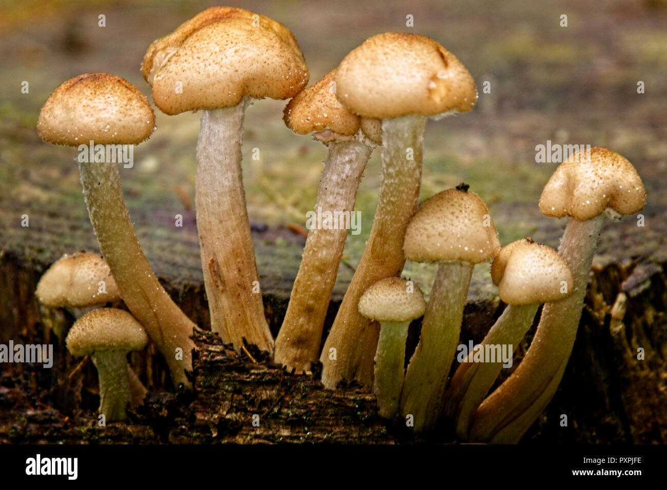A cluster of small toadstools, Loch Lomond and The Trossachs National Park, Scotland, UK. Stock Photo