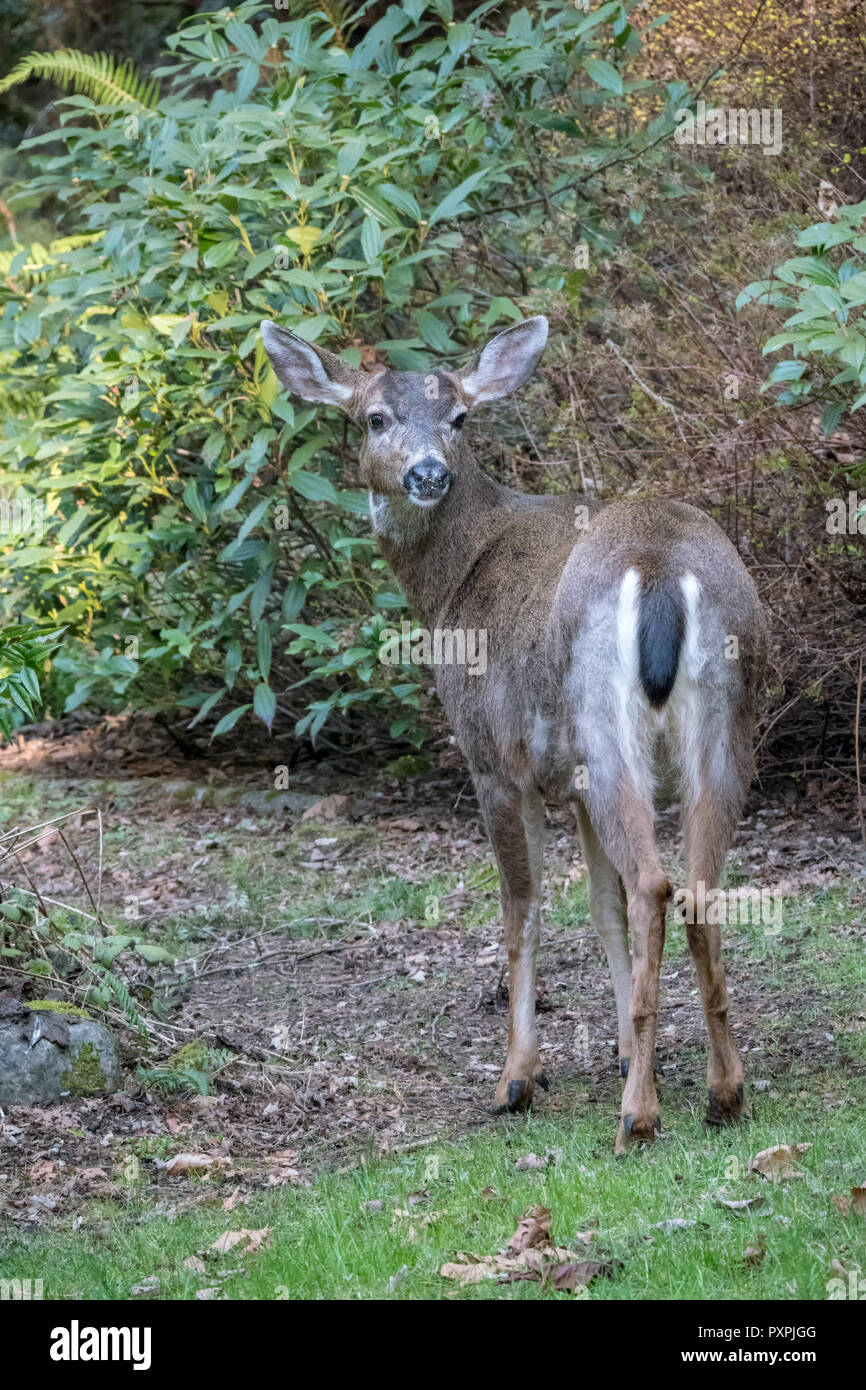 Male Mule Deer with antlers just barely visible in a rural residential yard. Stock Photo