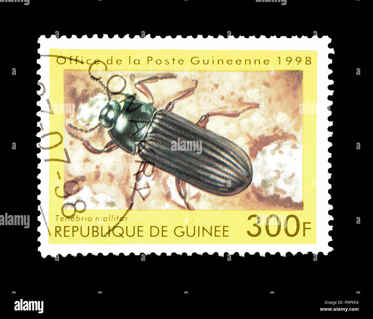 Cancelled postage stamp printed by Guinea, that shows Yellow Meal worm beetle, circa 1998. Stock Photo