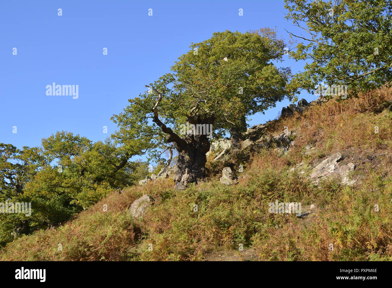 Ancient Oak Tree, Bradgate Park, Leicestershire Stock Photo