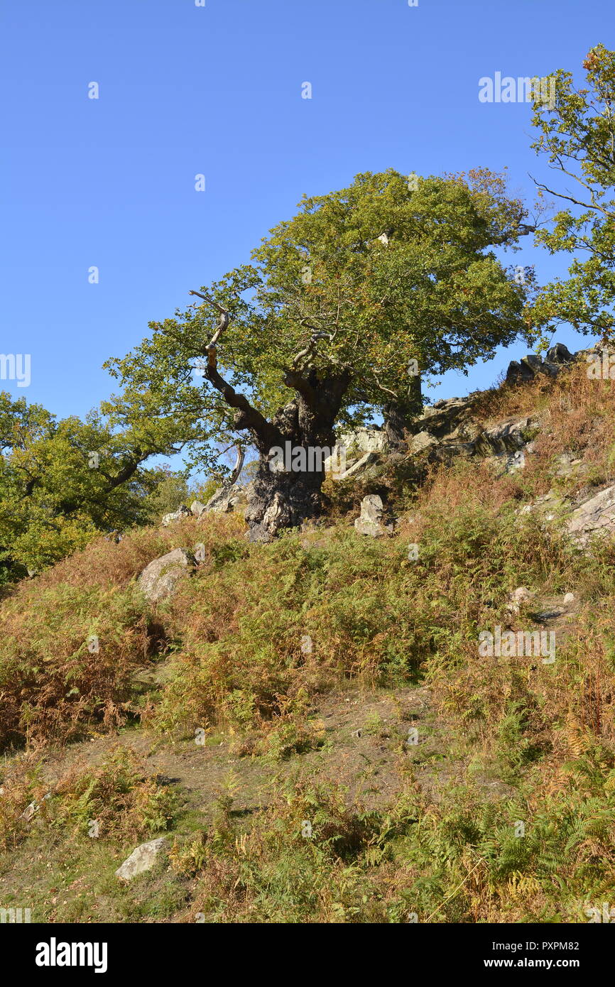Ancient Oak Tree, Bradgate Park, Leicestershire Stock Photo