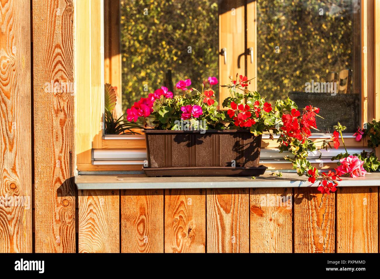 Small purple and red flowers are blooming on the plot at the window still. Evening autumn light. Wooden eco-house Stock Photo