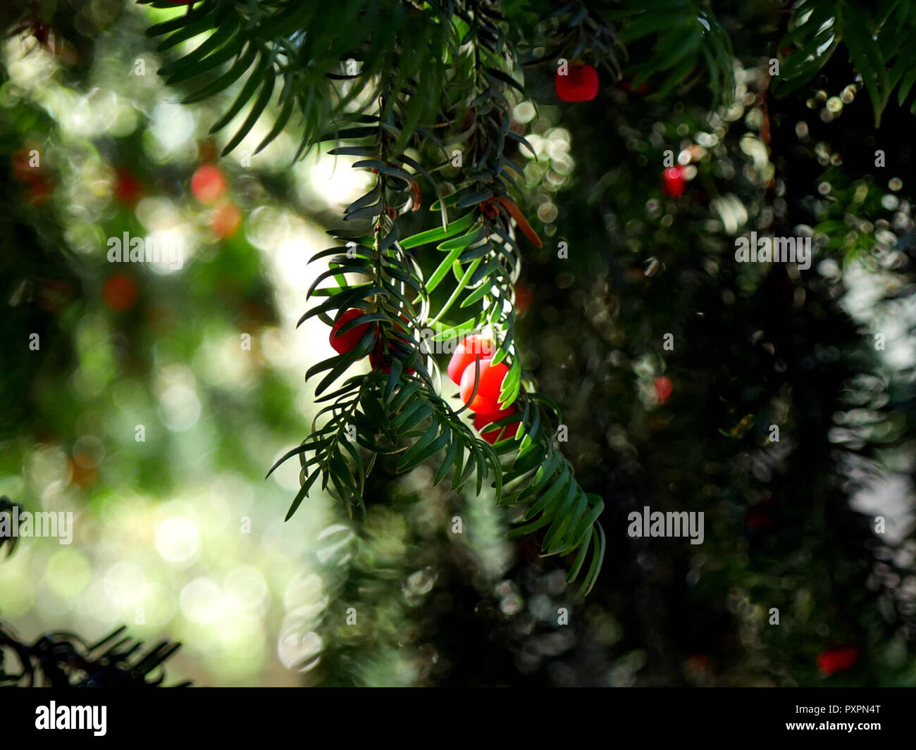 Yew tree berries hires stock photography and images Alamy
