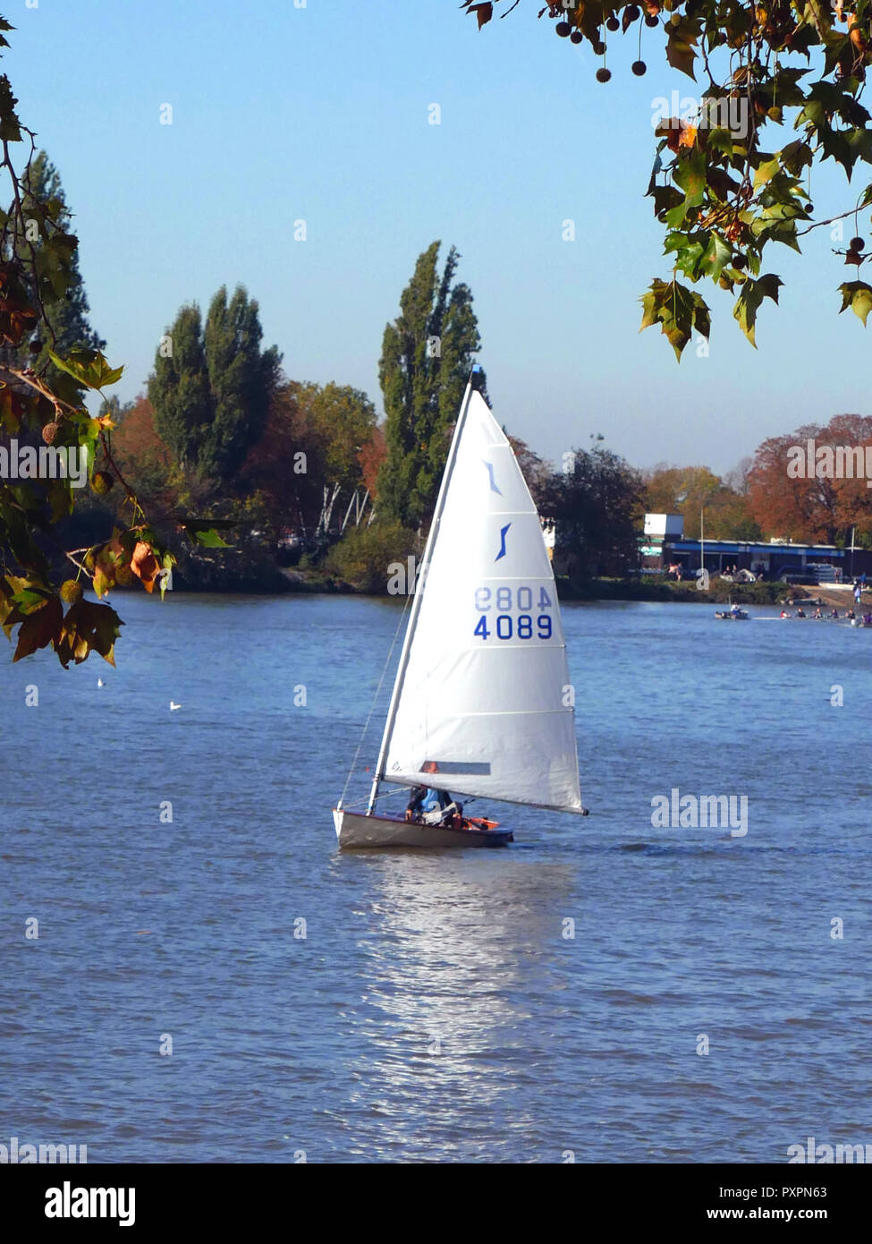 Sailing yacht on the River Thames at Putney on a sunny Sunday in October Stock Photo