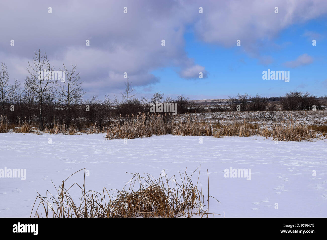 Red Deer Lake bull rushes Stock Photo