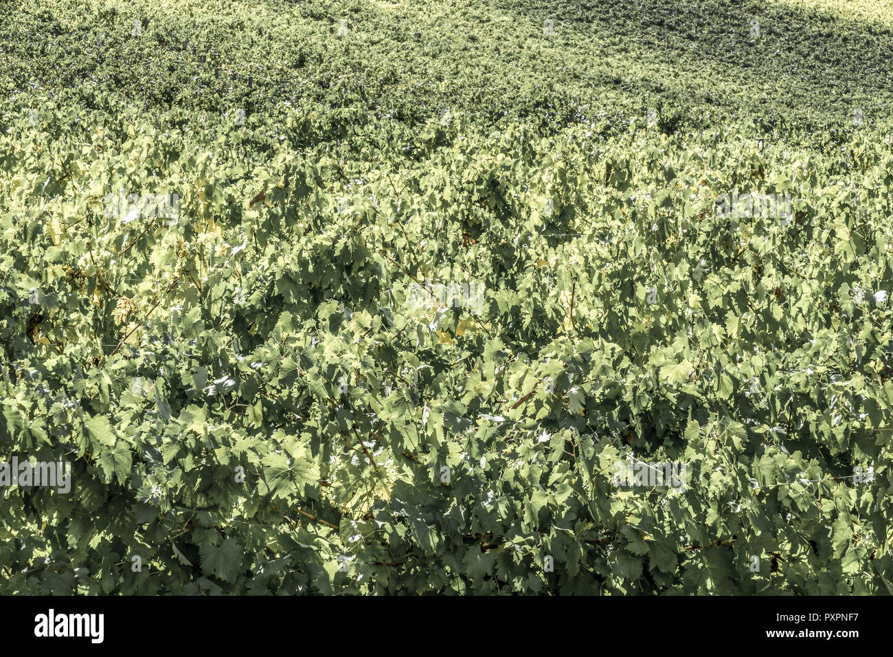 Vineyards in Tuscany, Italy Stock Photo