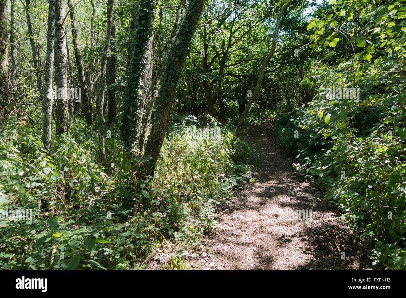 Footpath leading through woodland, Hampshire, UK Stock Photo