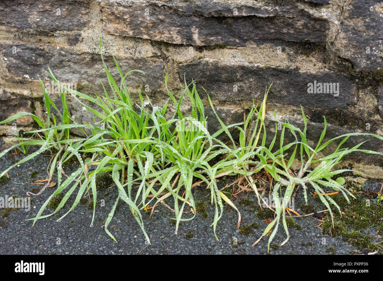 Grasslike weeds with dew drops growing by a stone wall in autumn, UK Stock Photo