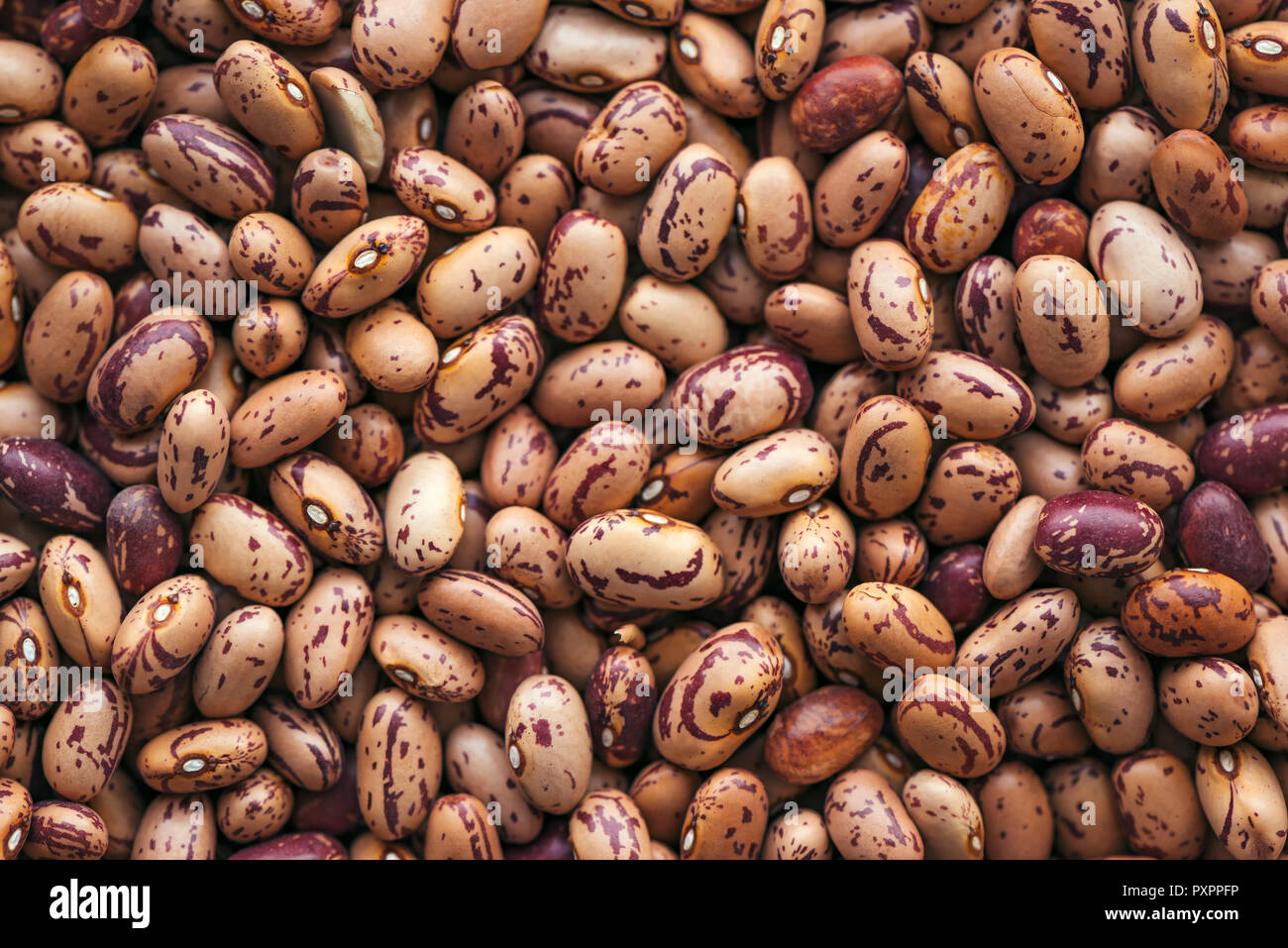 Pinto bean from above, top view of healthy legume beans as background
