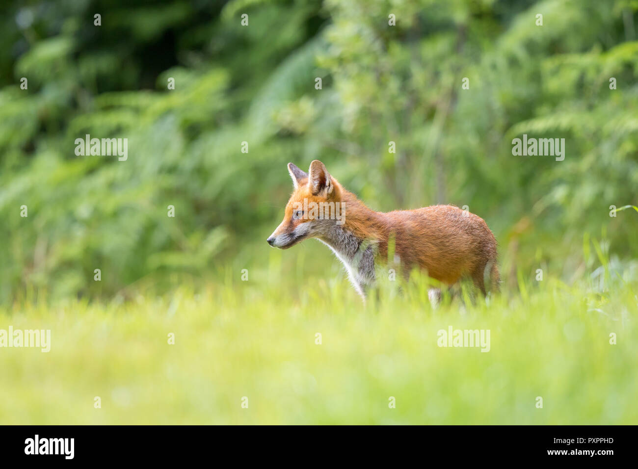 Close side view of young, wild, British red fox (Vulpes vulpes) standing isolated in long grass in outdoor natural UK countryside habitat. Stock Photo