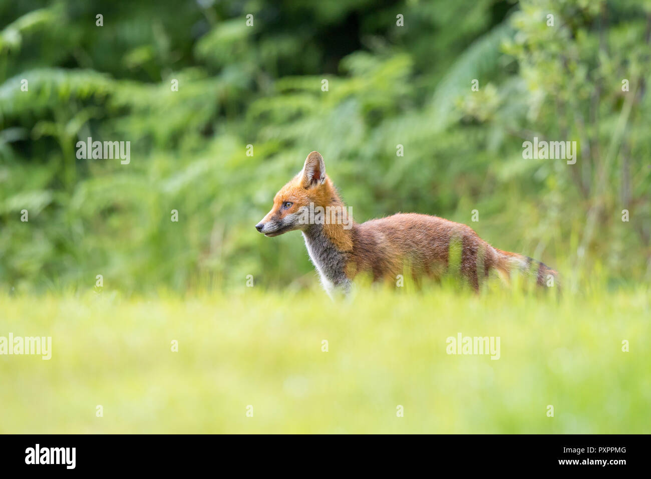 Detailed, close-up side view of young British red fox (Vulpes vulpes) in the wild, standing alone in long grass, with natural UK woodland background. Stock Photo