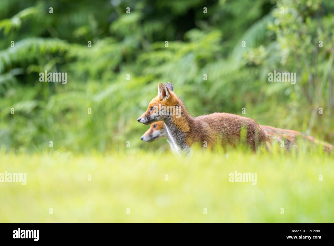 Low angle, side view of pair of young, wild red foxes (Vulpes vulpes) stood still, side by side, alert in grass, with natural UK woodland background. Stock Photo