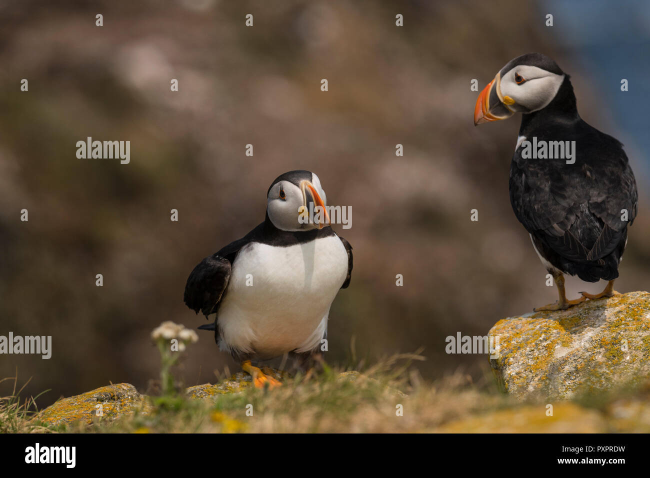 Atlantic Puffin colony at Elliston, Newfoundland, puffins close-up shot. single bird and small social groups Stock Photo