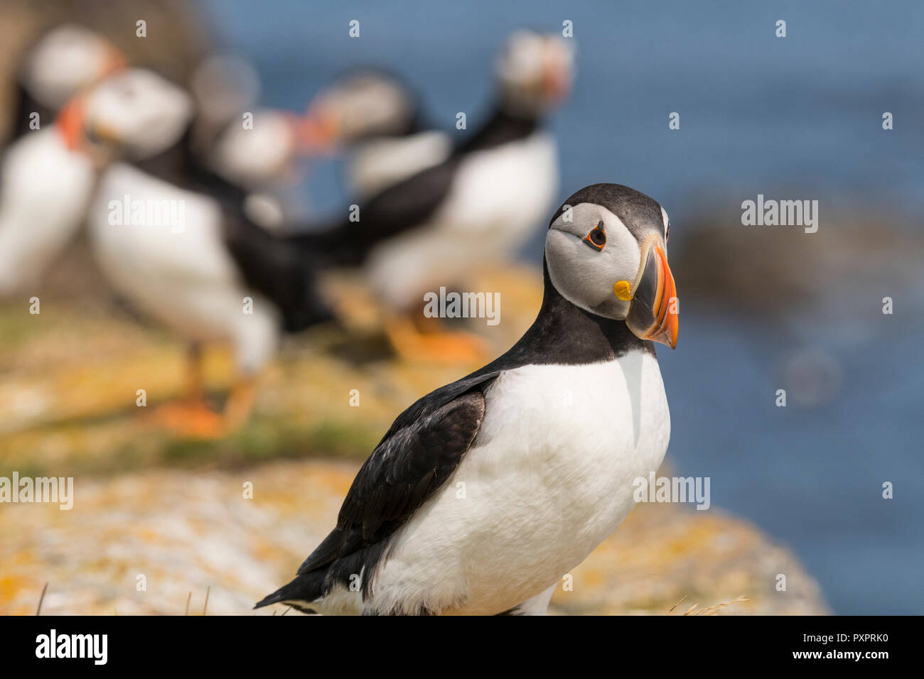 Atlantic Puffin colony at Elliston, Newfoundland, puffins close-up shot. single bird and small social groups Stock Photo
