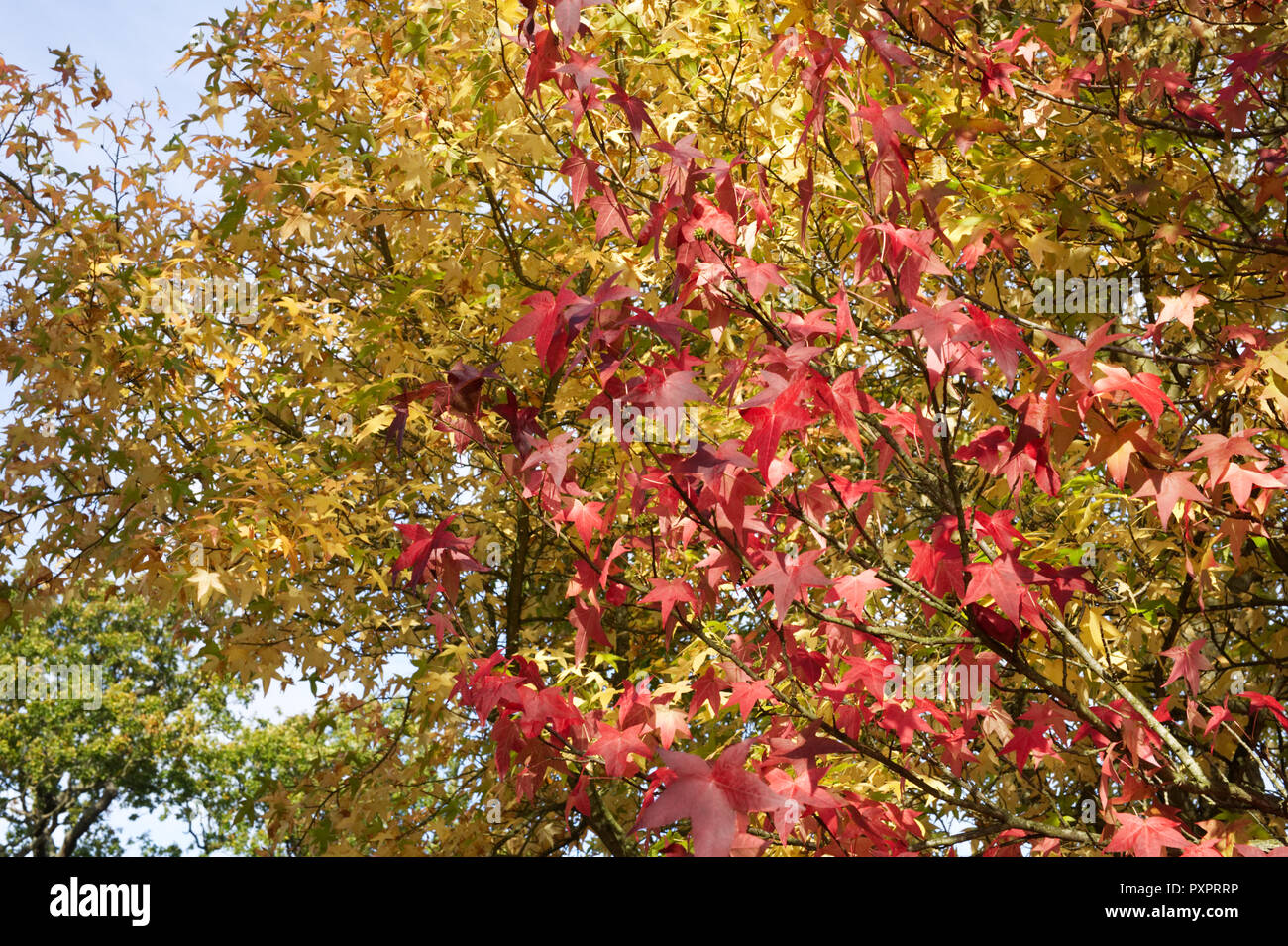 Liquidambar styraciflua 'Lane Roberts' against Liquidambar ‘Variegata’ leaves in Autumn. Stock Photo