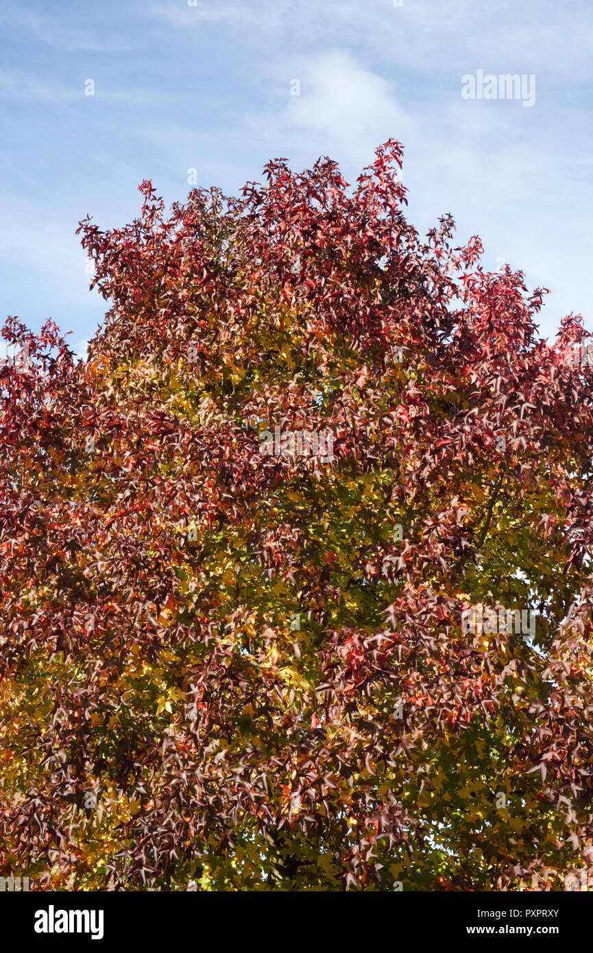 Liquidambar styraciflua 'Penwood' in Autumn. Stock Photo