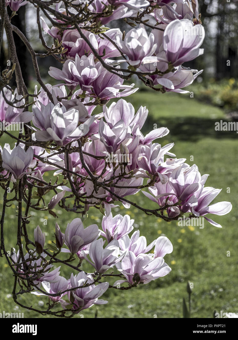 Blooming magnolia tree (Magnolia Stock Photo - Alamy