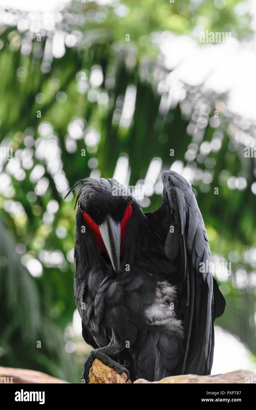 Black palm cockatoo with red cheek in green and blurred tropical forest