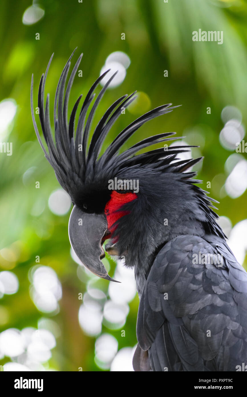 Black palm cockatoo with red cheek in green and blurred tropical forest background Stock Photo