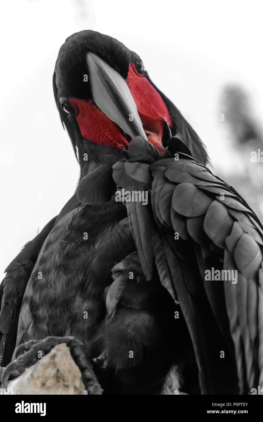 Curious black palm cockatoo with red cheek portrait Stock Photo Alamy
