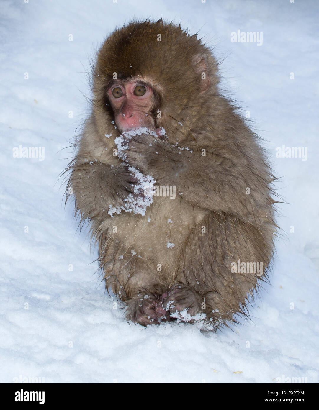 Makake, snow monkey, sitting in the snow, eating snow, Japan Stock Photo