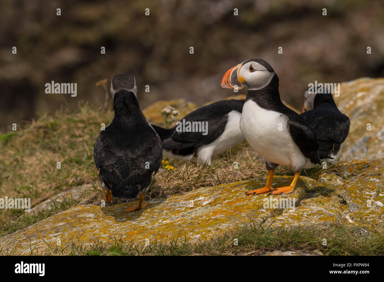 Atlantic Puffin Colony At Elliston Newfoundland Puffins Close up Shot 