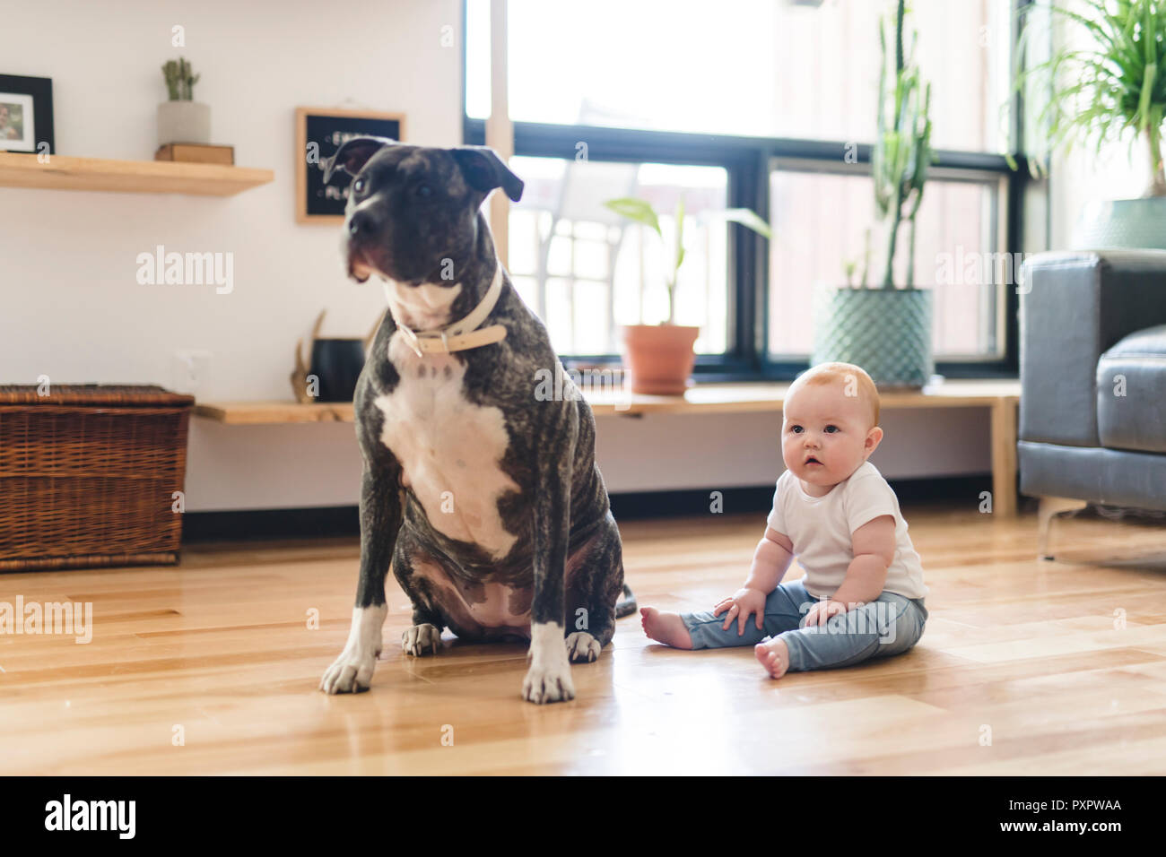 Baby Girl Sitting With Pitbull On The Floor Stock Photo Alamy Baby Girl Sitting With Pitbull On The Floor Stock Photo Alamy