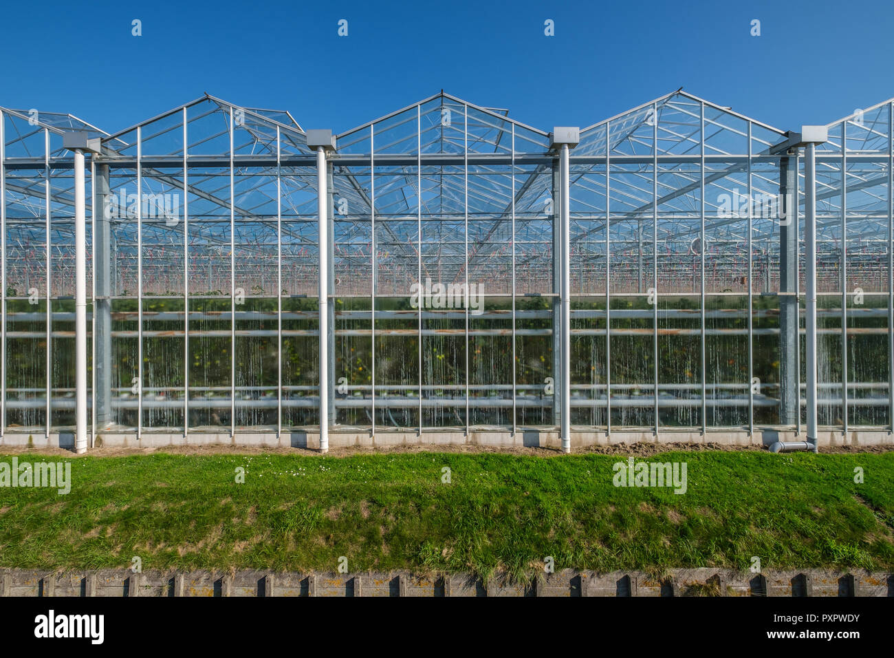 View on industrial glass greenhouses in the Netehrlands Stock Photo Alamy