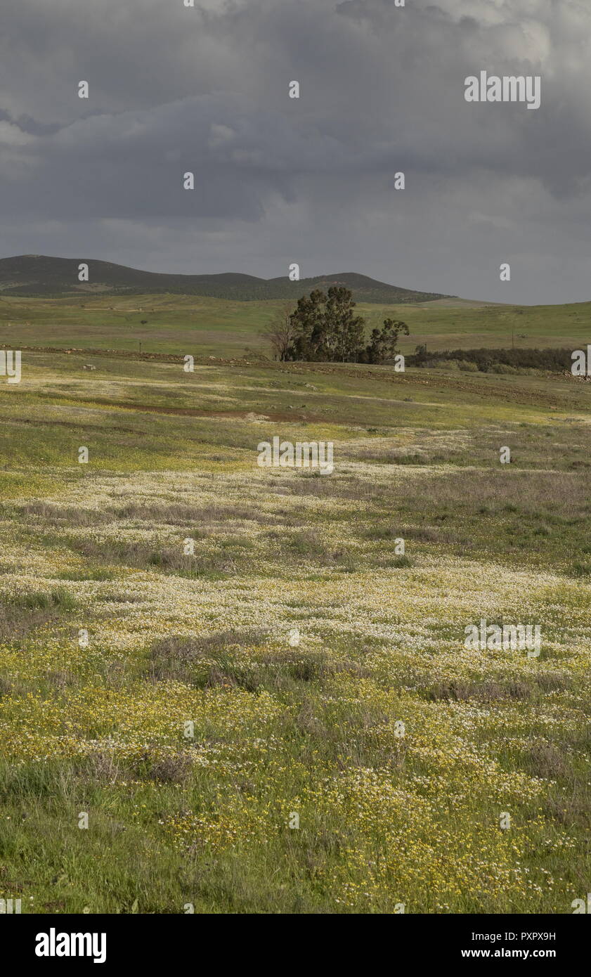 Flowery steppe grassland in spring on the Castro Verde plains near Guerreiro, south-east Portugal. Stock Photo