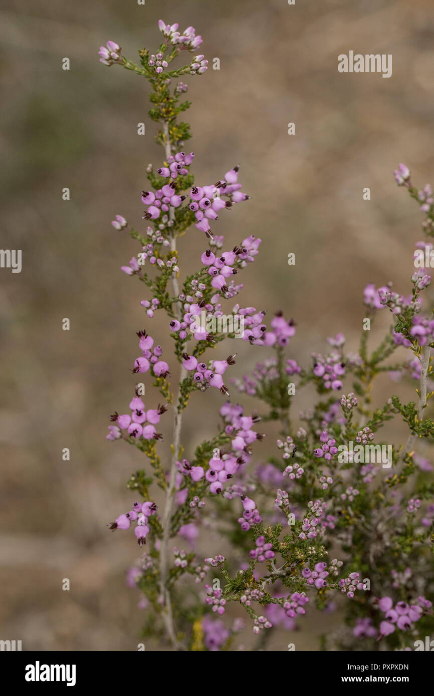 A heather, Erica umbellata in flower, southern Portugal. Stock Photo