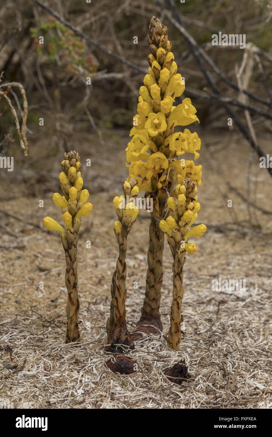 Yellow Broomrape, Cistanche phelypaea - parasitic on woody Chenopdiaceae in coastal areas, Portugal. Stock Photo