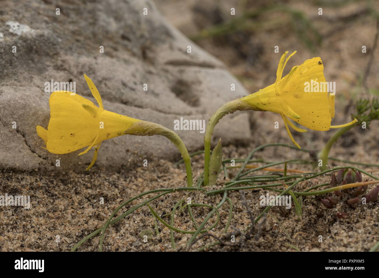 Dwarfed Hoop petticoat daffodils, Narcissus bulbocodium, in sandy coastal ground, Cape St Vincent, Portugal. Sometimes known as Narcissus obesus. Stock Photo
