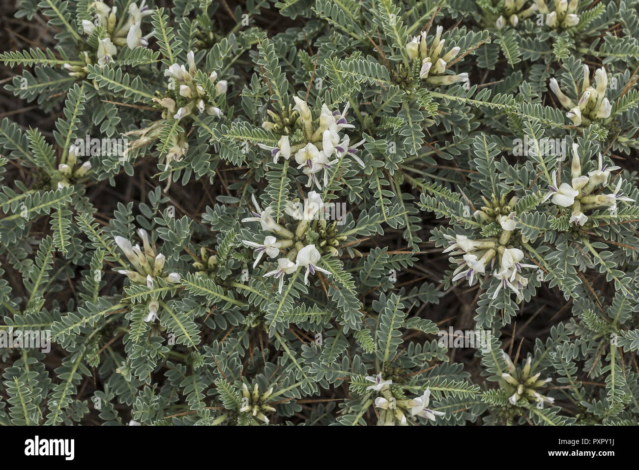 Tragacanth, Astragalus tragacantha in flower, Algarve, Portugal. Stock Photo