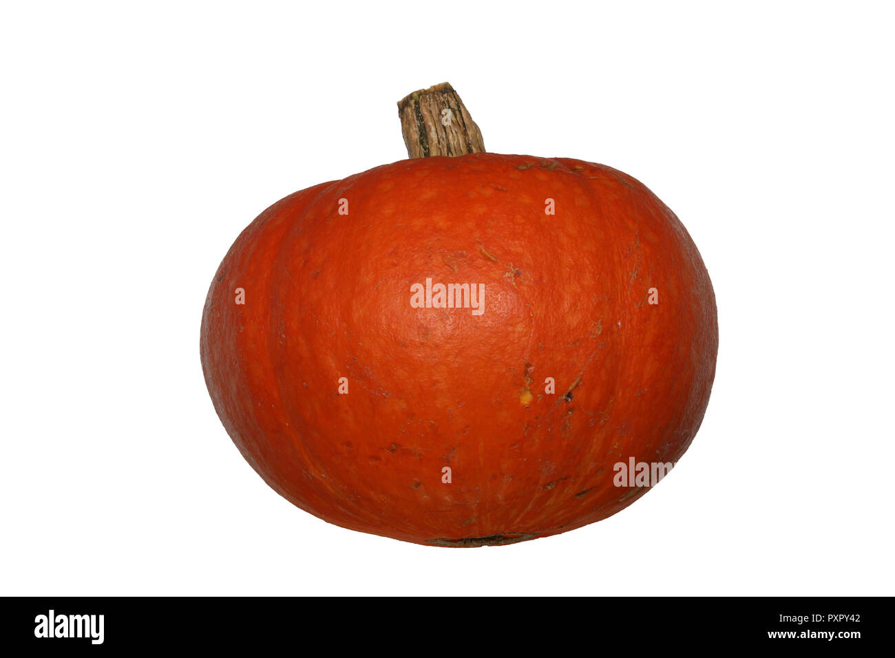 pumpkin isolated on white background Stock Photo - Alamy