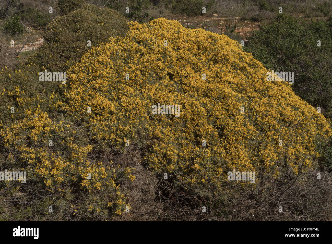 A dwarf 'hedgehog' gorse, Ulex argenteus subsp. erinaceus, on Cape St Vincent, Portugal. Stock Photo