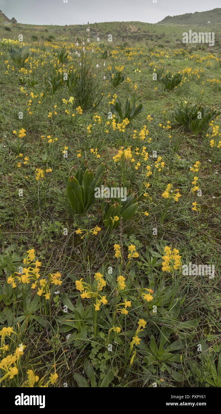 Masses of Narcissus gaditanus, in early spring, at Boca del Rio in the Algarve, Portugal. Stock Photo