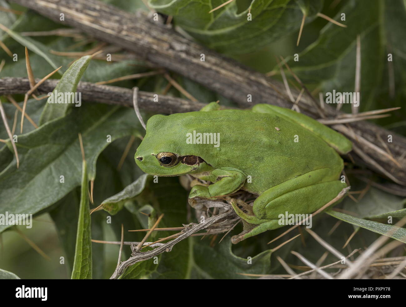 Stripeless tree frog, Hyla meridionalis, on thistle, Algarve, Portugal
