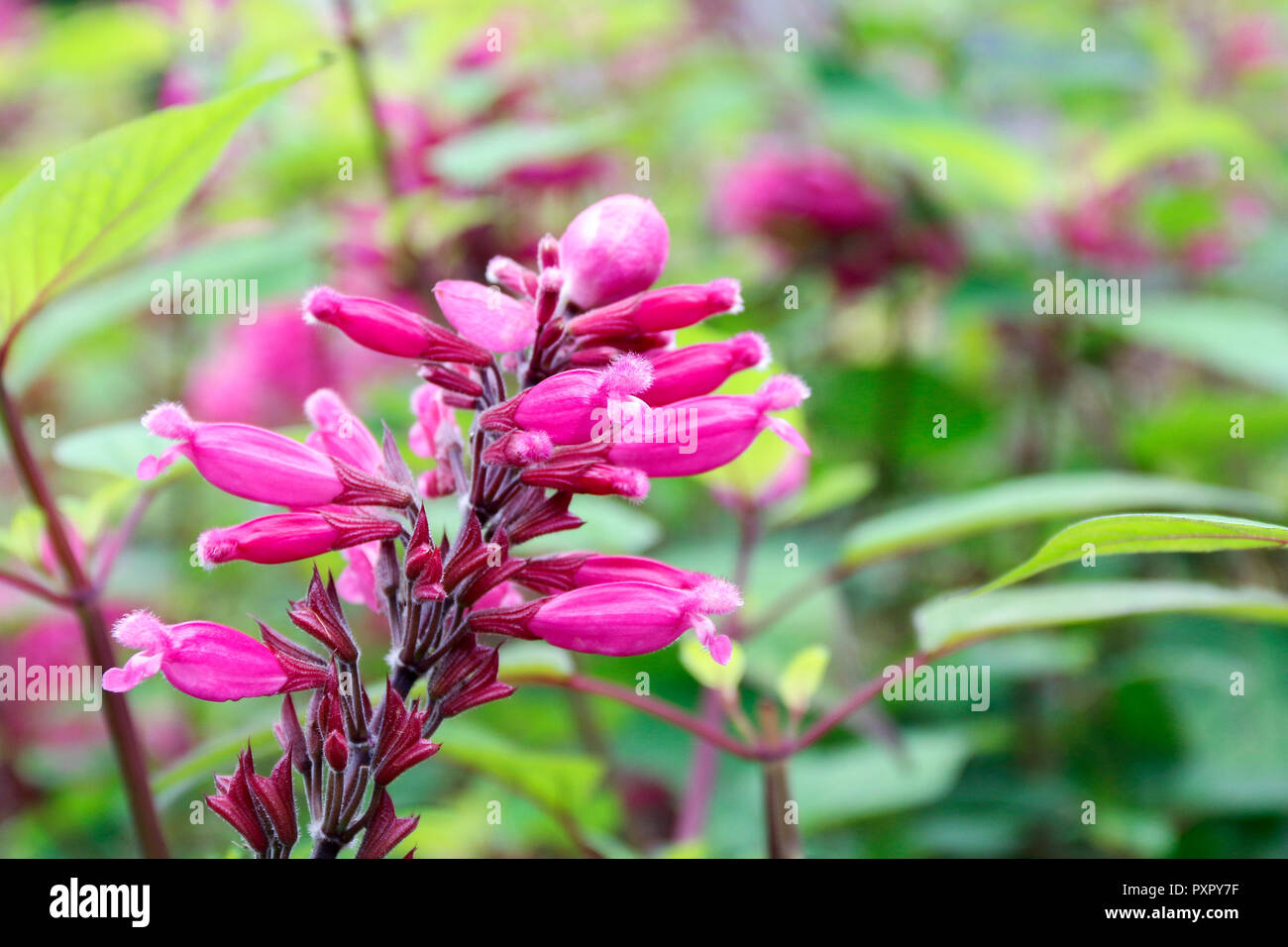 Close up of pink flowers of Salvia Involucrata Boutin (Roseleaf Sage) Stock Photo