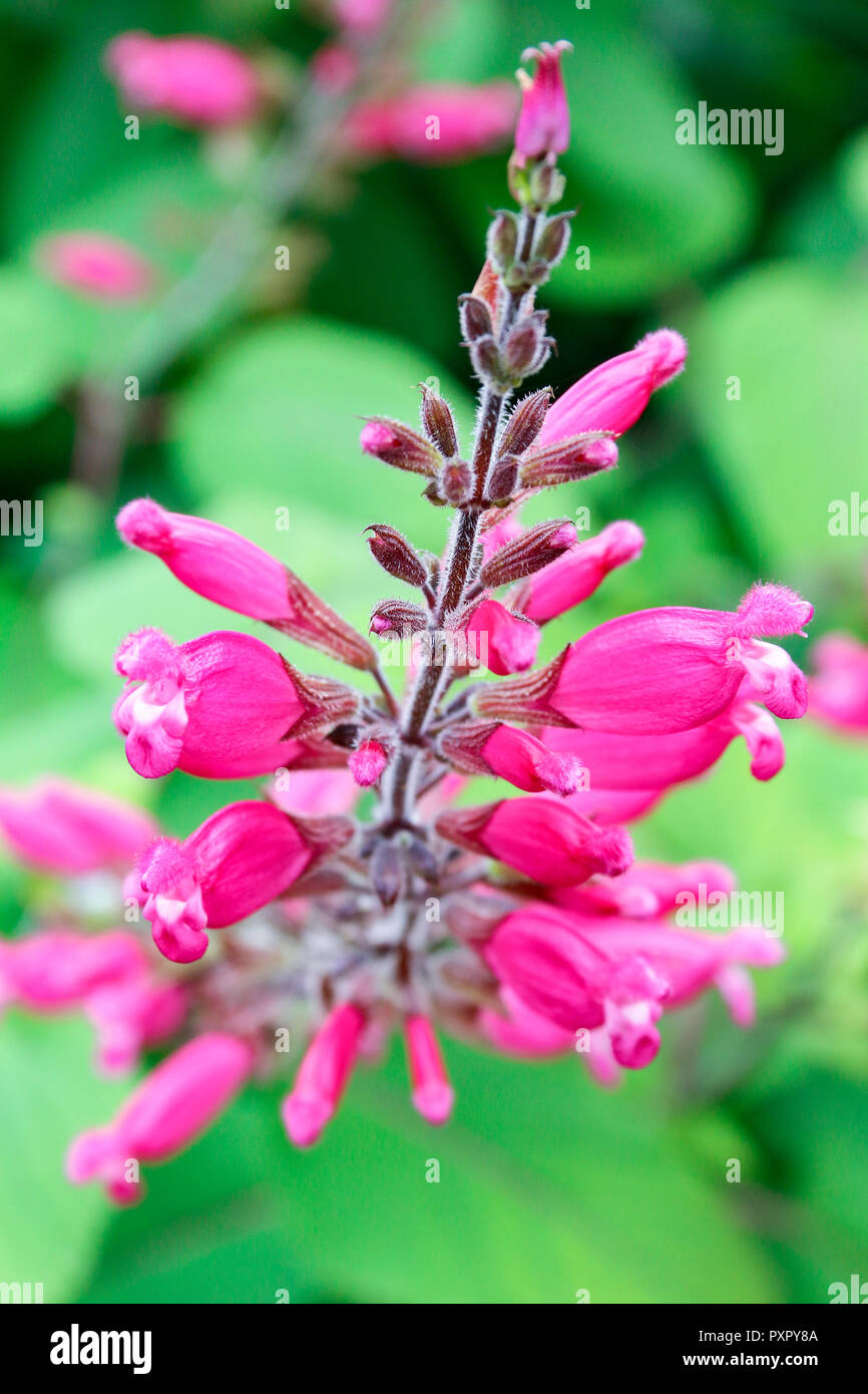 Close up of pink flowers of Salvia Involucrata Boutin (Roseleaf Sage) Stock Photo