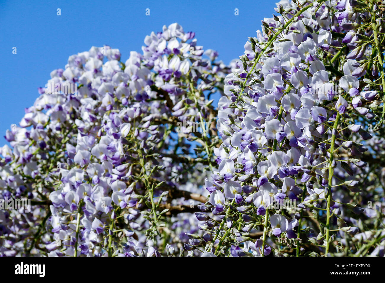 Close up of purple and white flowers of Wisteria Sinensis (Chinese Wisteria) Stock Photo
