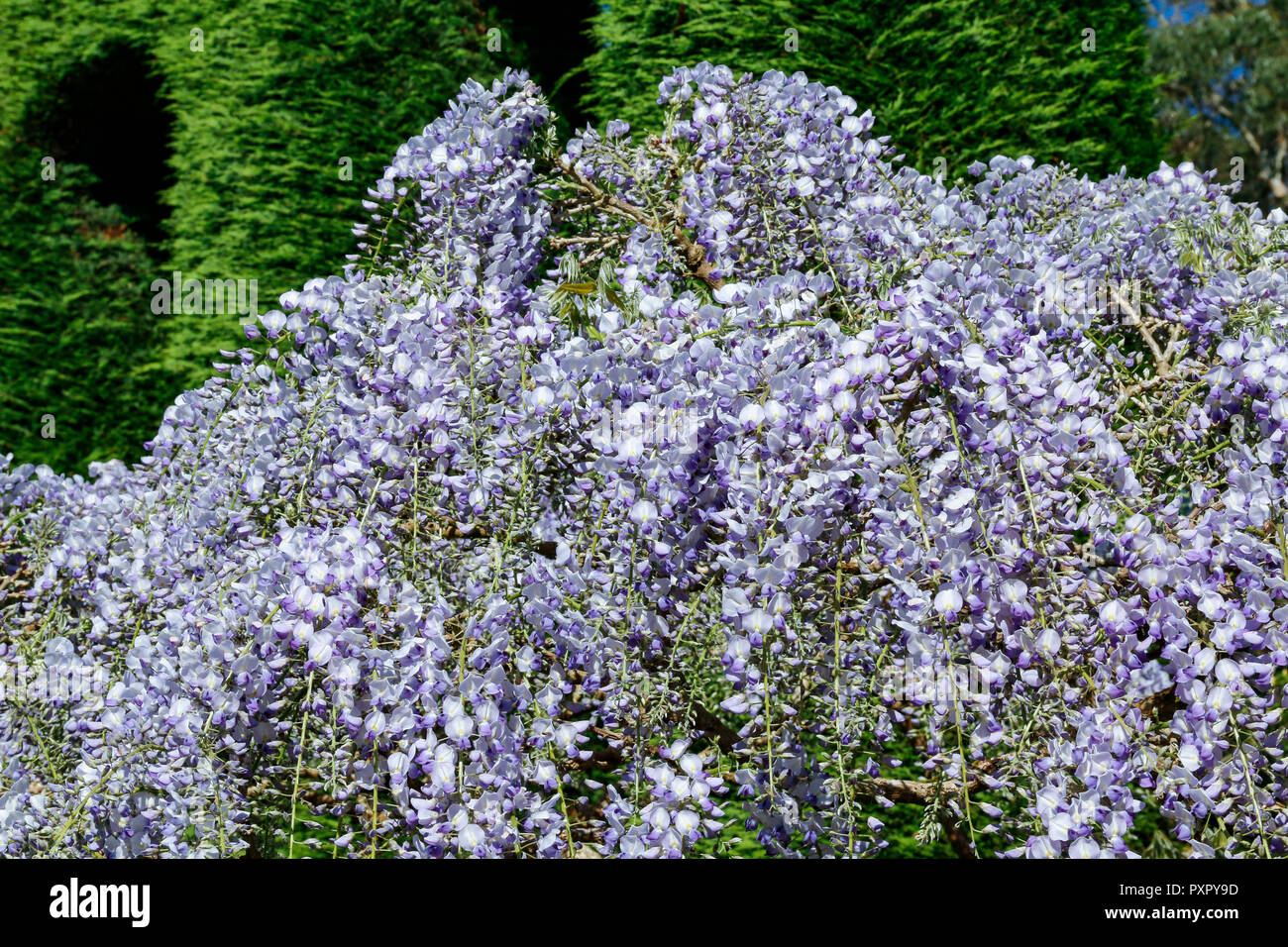 Wisteria Sinensis (Chinese Wisteria) in bloom Stock Photo