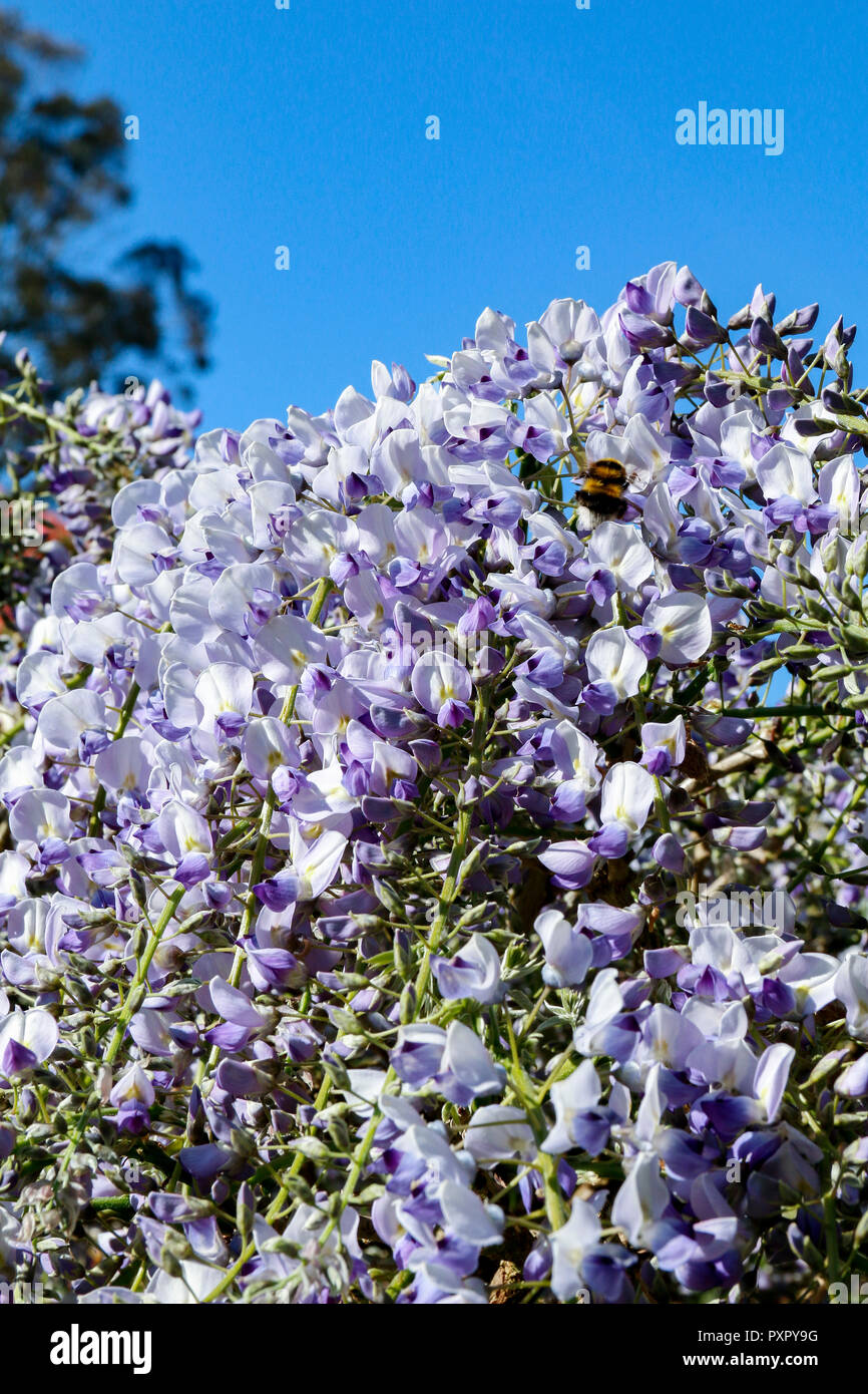 Close up of purple and white flowers of Wisteria Sinensis (Chinese Wisteria) Stock Photo